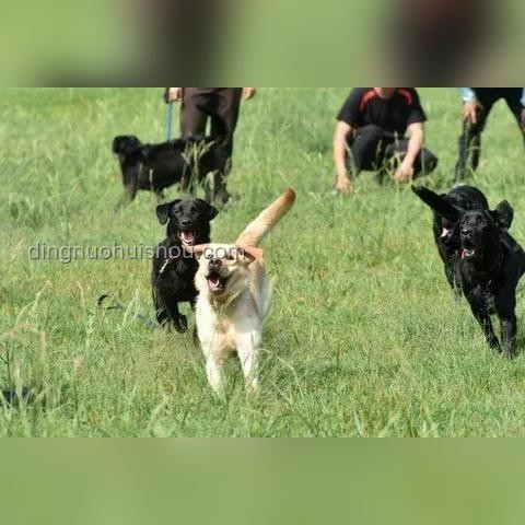 警犬训练与实习生搭配：效率、挑战与未来趋势的深度剖析